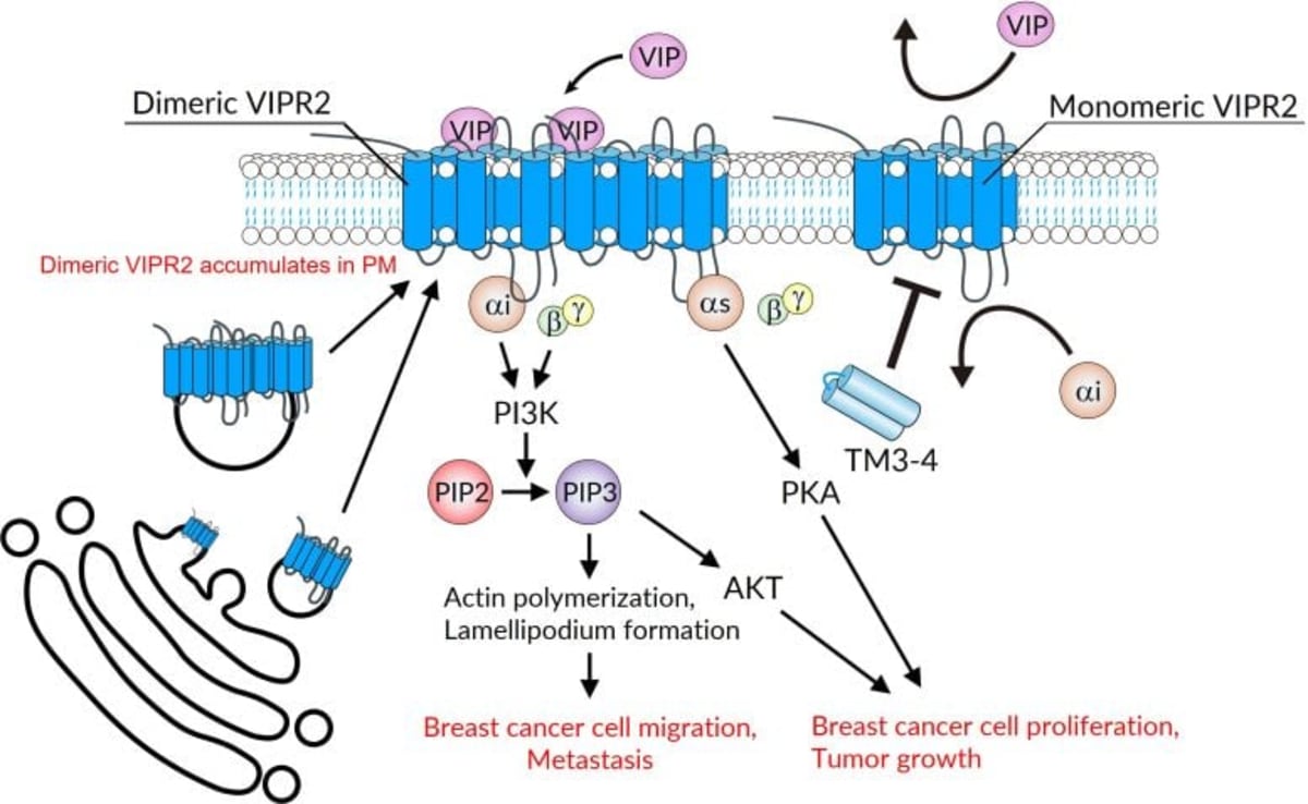 Scientists Find "Off Switch" for Spreading Breast Cancer - Image 3