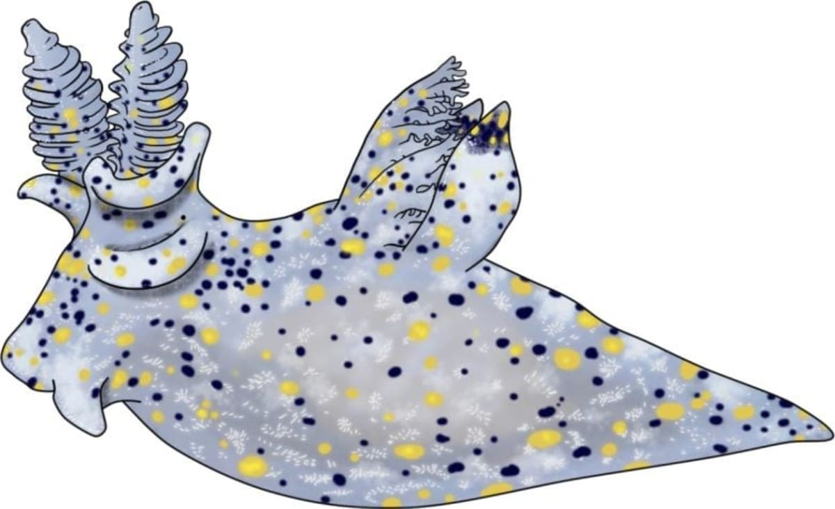 Sesame-Sized Sea Slug Discovered in Taiwan Waters - Image 3