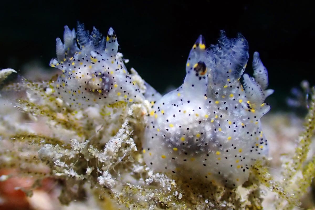 Sesame-Sized Sea Slug Discovered in Taiwan Waters