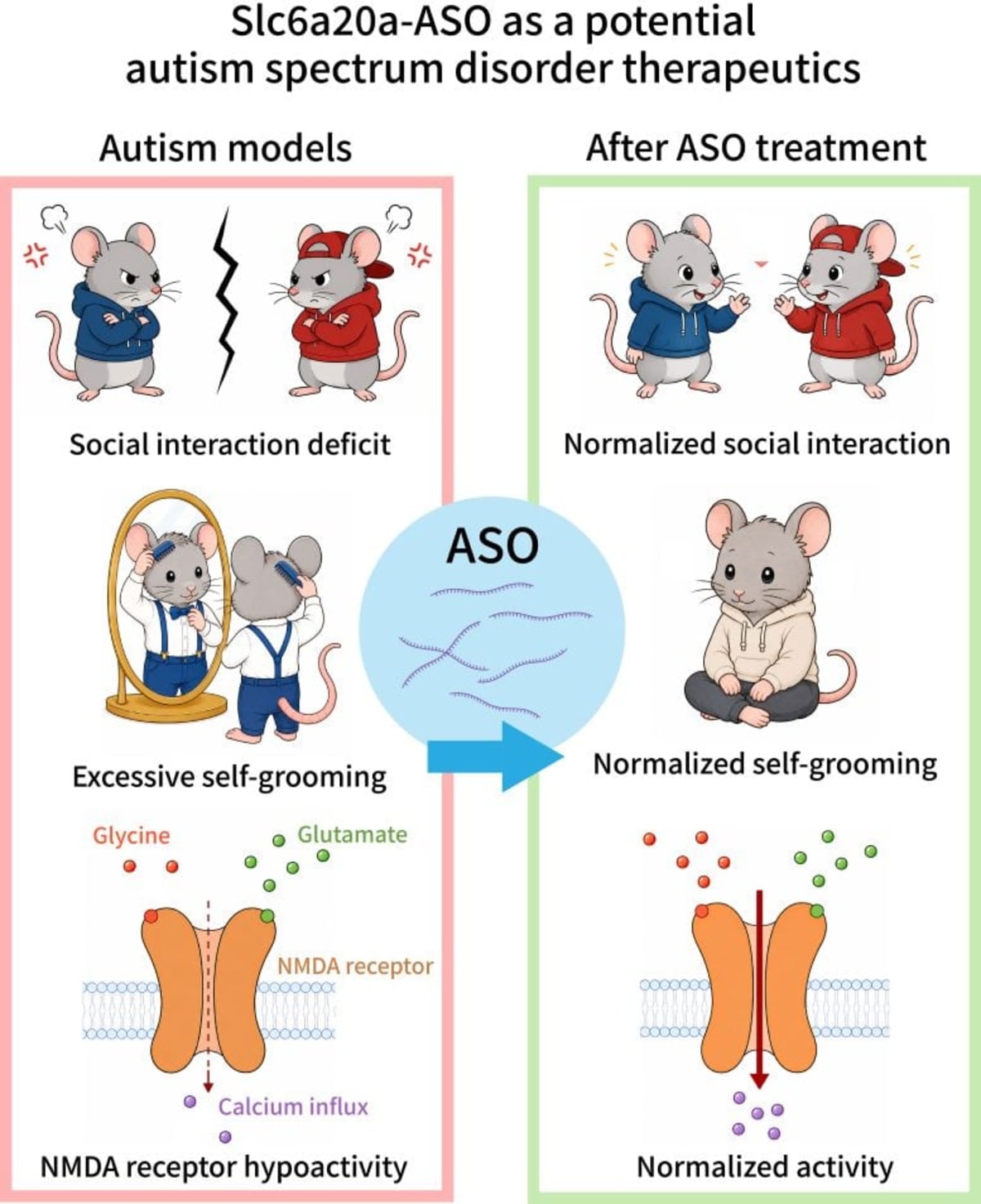 New Autism Treatment Restores Brain Function in Mice, Organoids - Image 3