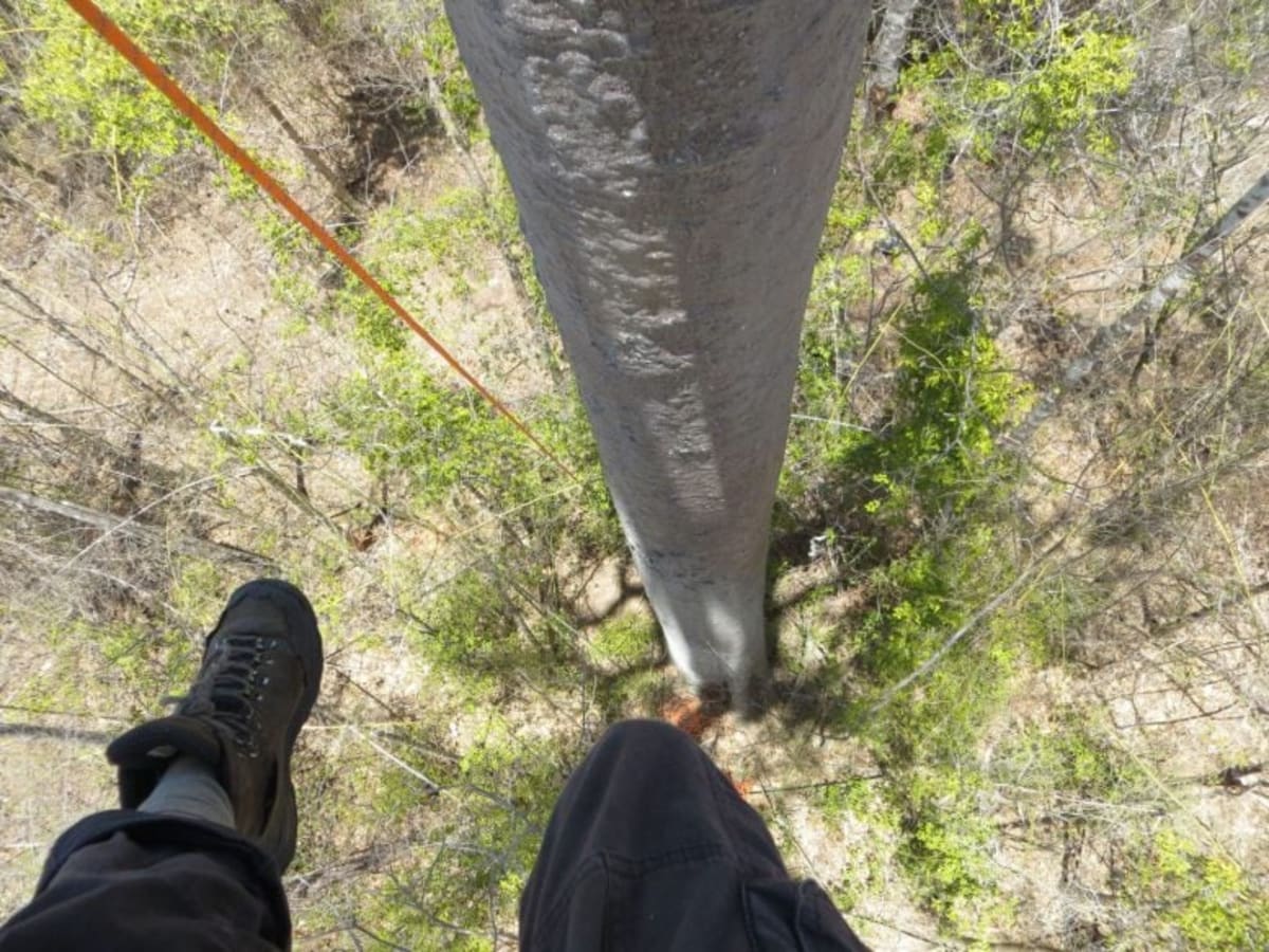 Madagascar's Hidden Baobab Species Could Save Endangered Trees - Image 5