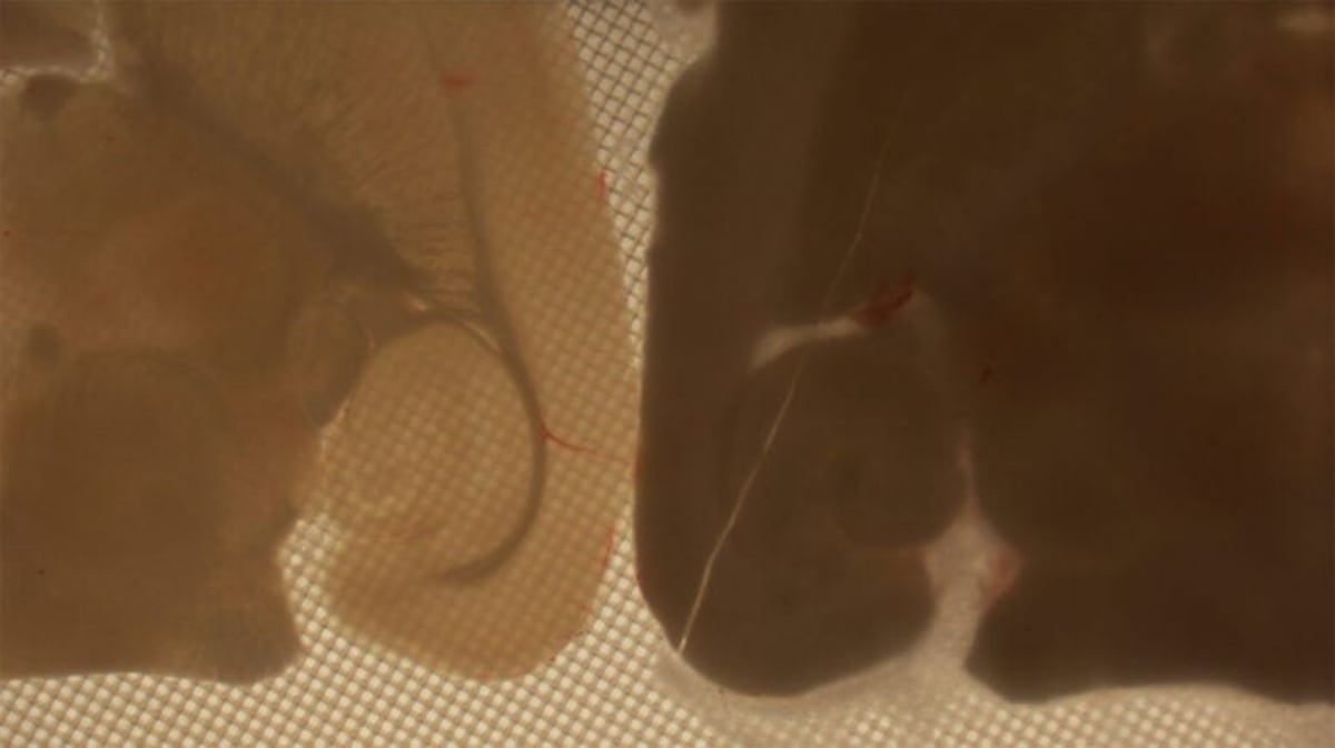 Scientists Freeze and Revive Brain Tissue for First Time - Image 4