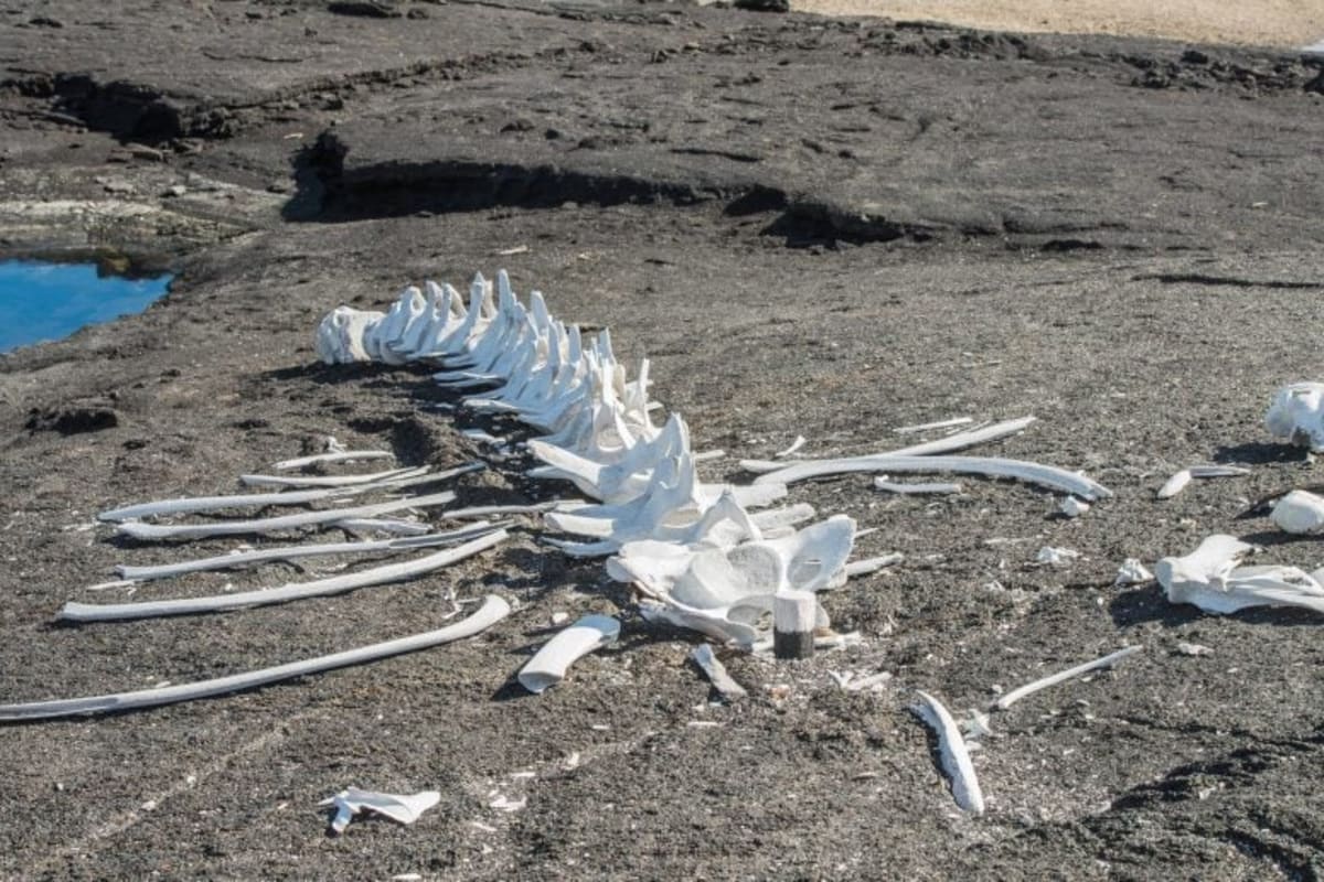 Scientists Find 5-Million-Year-Old Whale Graveyard - Image 2