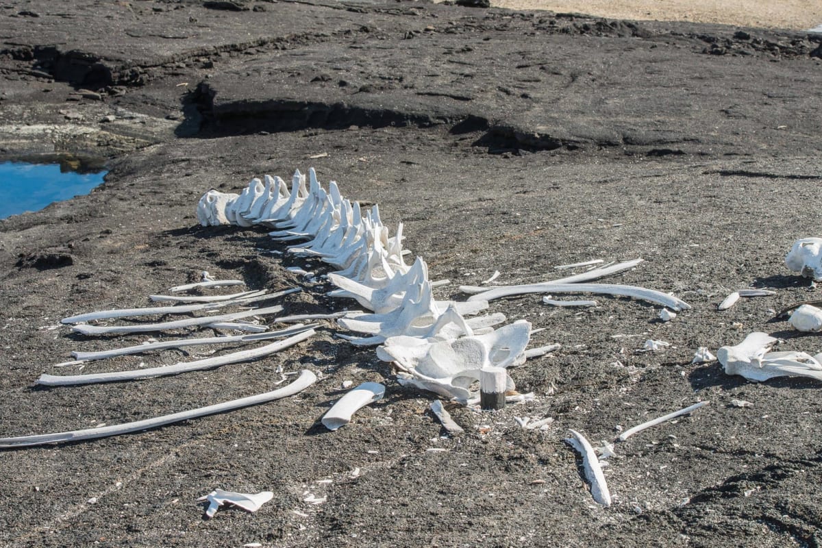 Ancient whale skeleton partially buried in sediment on deep ocean floor