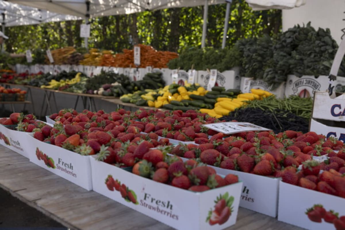 Santa Monica Nonprofit Wins $50K Prize Rescuing Food - Image 4