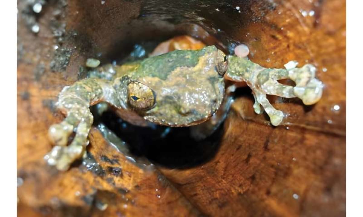 Chinese Treefrog Perfectly Mimics Songbird to Survive - Image 5