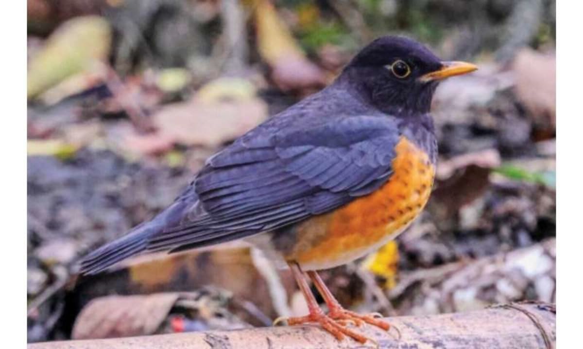 Chinese Treefrog Perfectly Mimics Songbird to Survive - Image 4