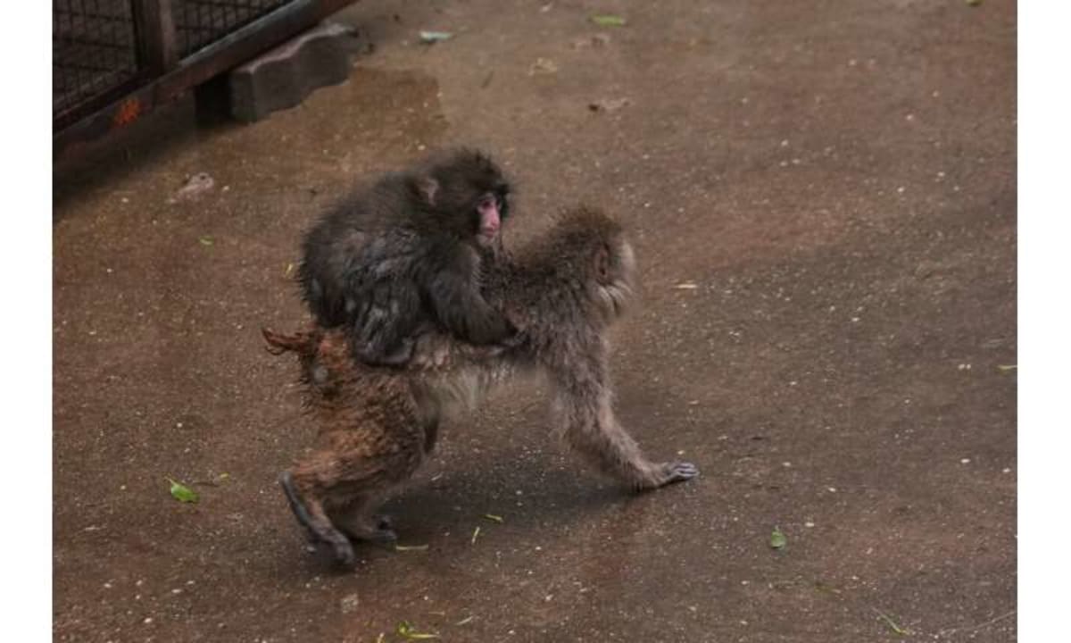 Orphan Macaque Punch Ditches Plushie, Joins Monkey Friends - Image 5
