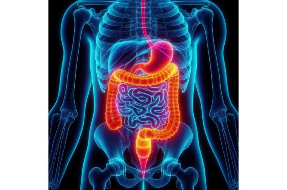 Gut Bacteria Could Help Turn Fat Into Calorie Burners - Image 3