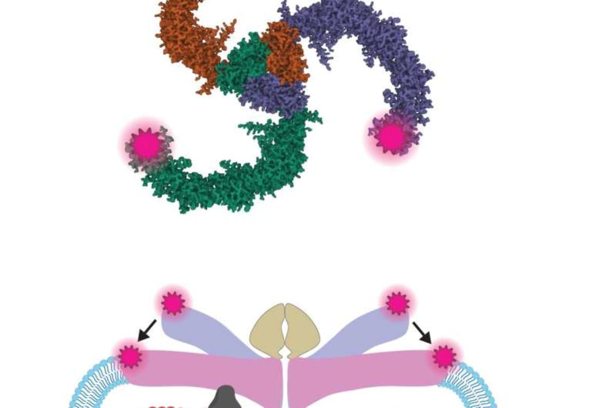 Scientists Crack Code on How We Feel Touch - Image 4