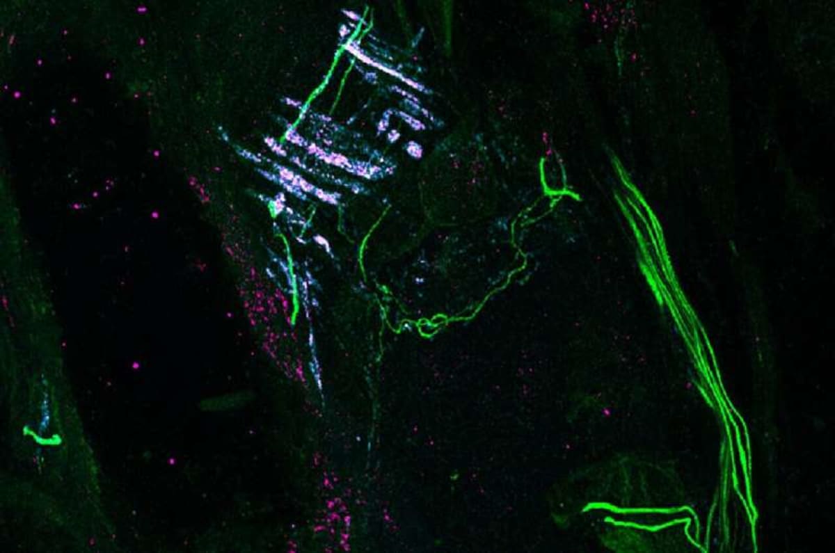 Scientists Crack Code on How We Feel Touch - Image 3
