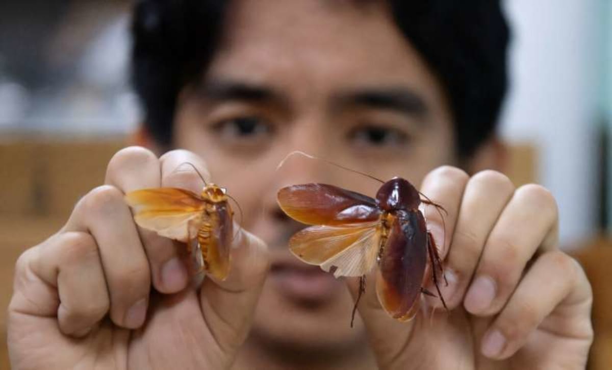 Philippines' 'Cockroach Lord' Discovers 15 New Species - Image 5