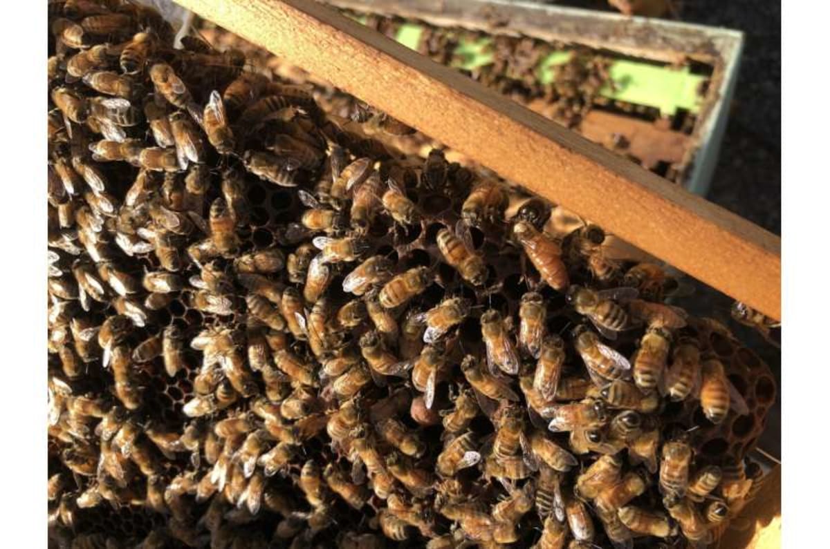 Australian Mixed-Flower Honey Fights Superbugs Better - Image 3