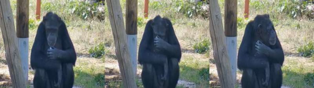 Chimps Love Crystals Just Like Our Ancient Ancestors Did - Image 5