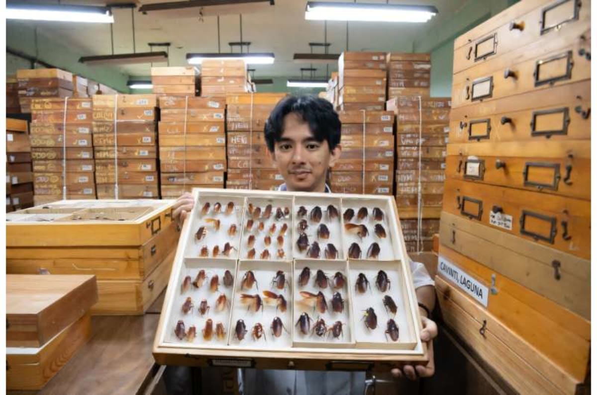 Philippines' 'Cockroach Lord' Discovers 15 New Species - Image 2