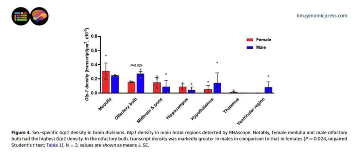 Scientists Map Brain Differences in Weight-Loss Drug Effects - Image 4