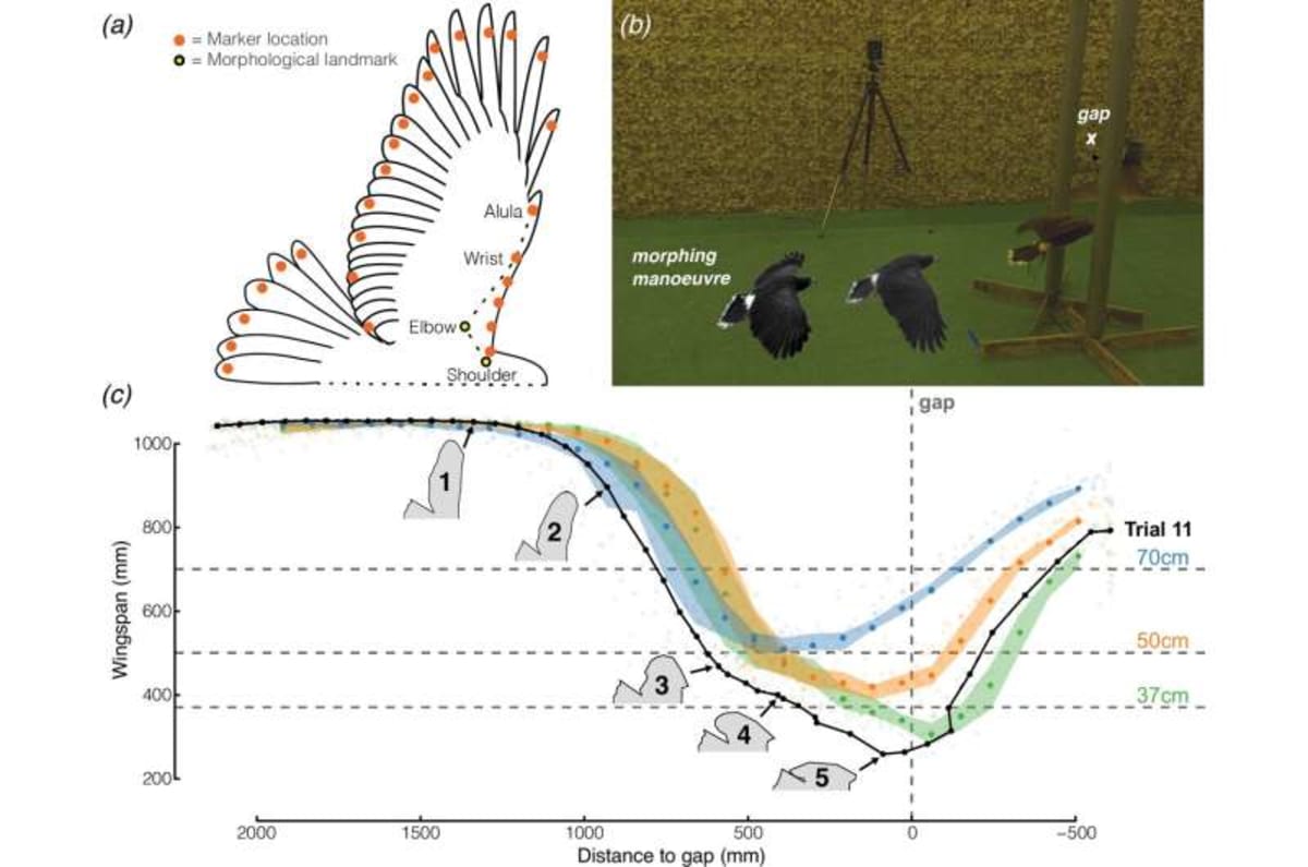 Hawks Teach Drones a New Trick for Dodging Obstacles - Image 3