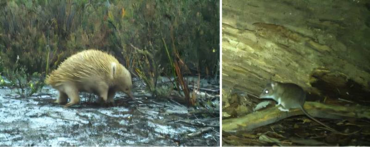Tasmania Island Survey Finds Rare Animals Thriving - Image 2