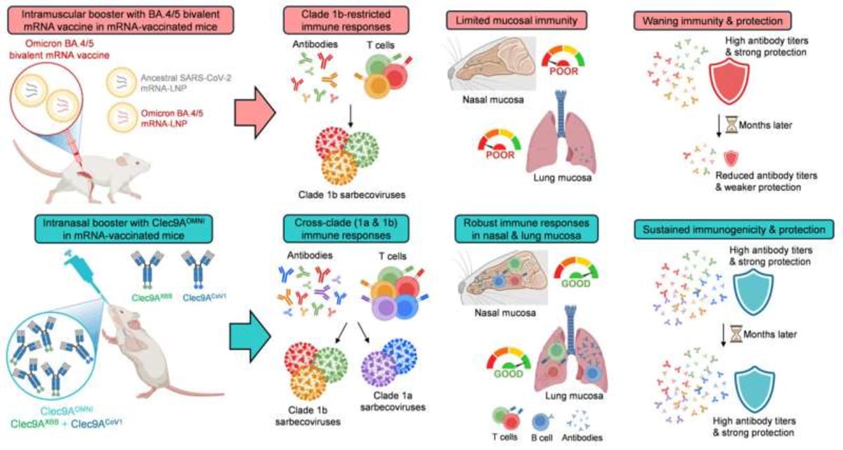 New Nasal Vaccine Booster Protects Lungs for 6 Months - Image 3