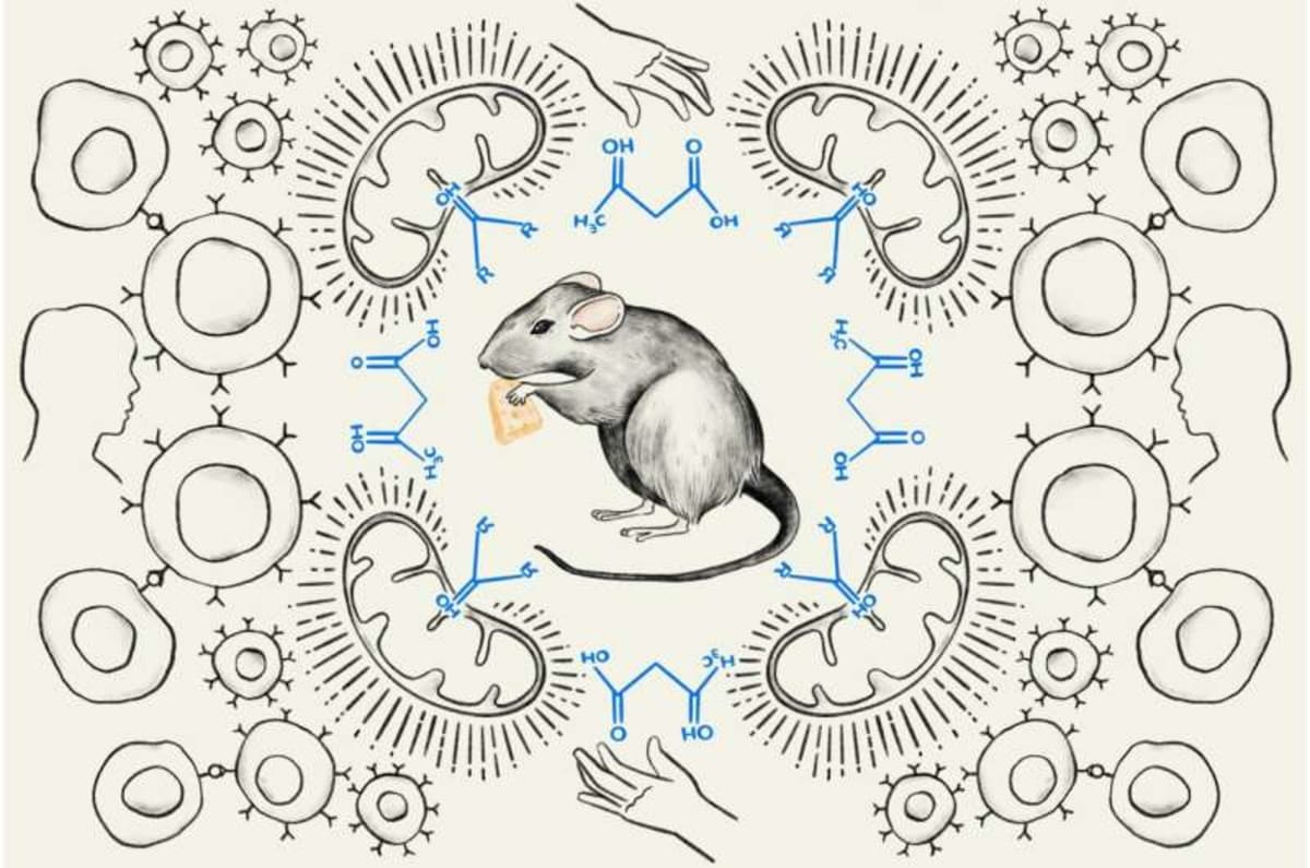 Simple Ketone Supplement Boosts Cancer Treatment in Mice - Image 3