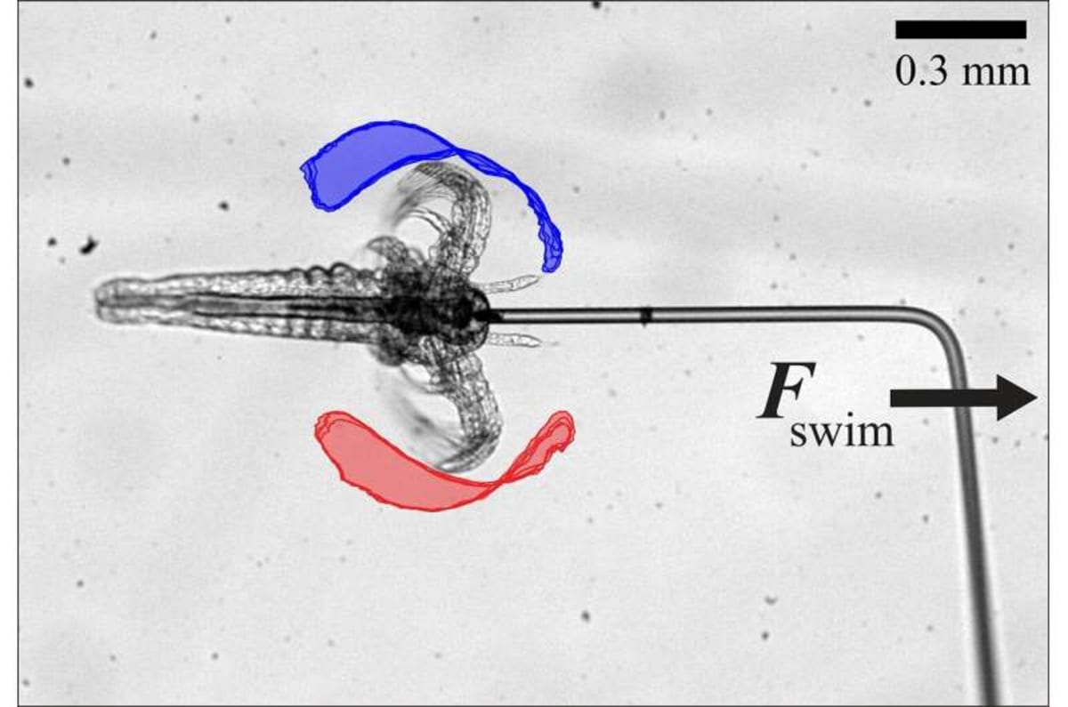Tiny Shrimp Unlock Secret to Medical Robots in Your Body - Image 3