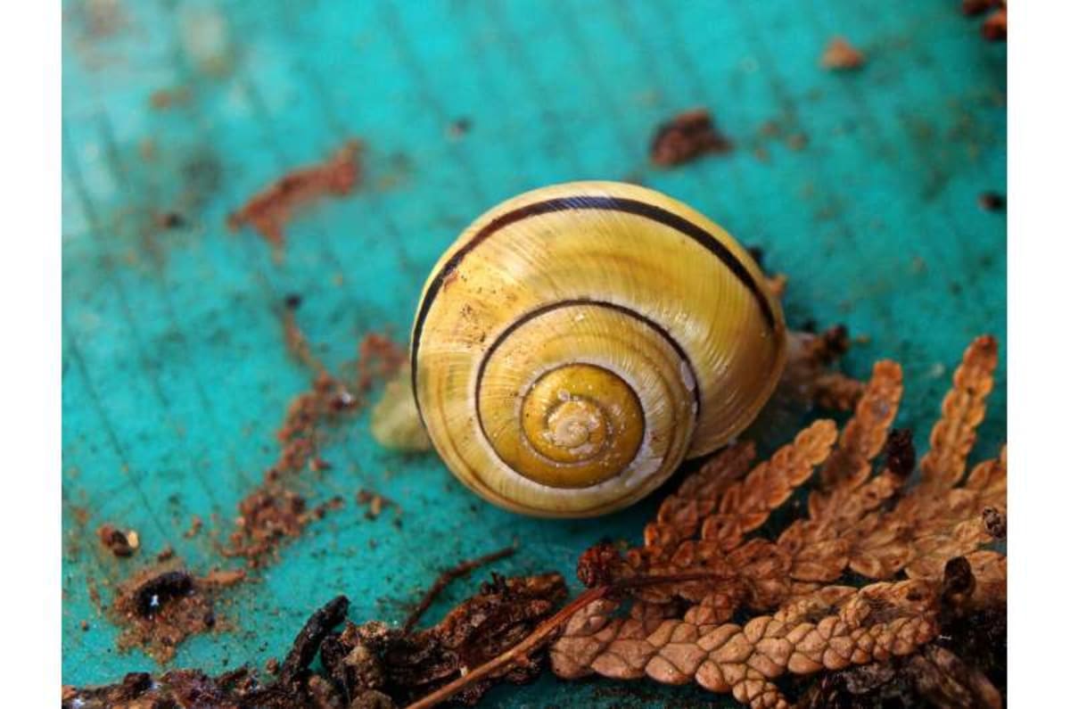 Scientists Turn Clam Shells Into 100% Recycled Pavement - Image 3