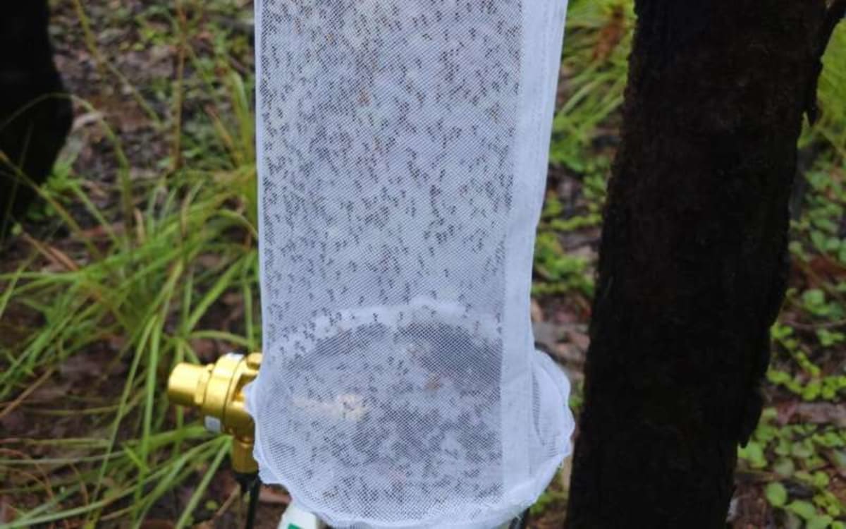 Mosquitoes Help Scientists Find 70 Endangered Species - Image 2