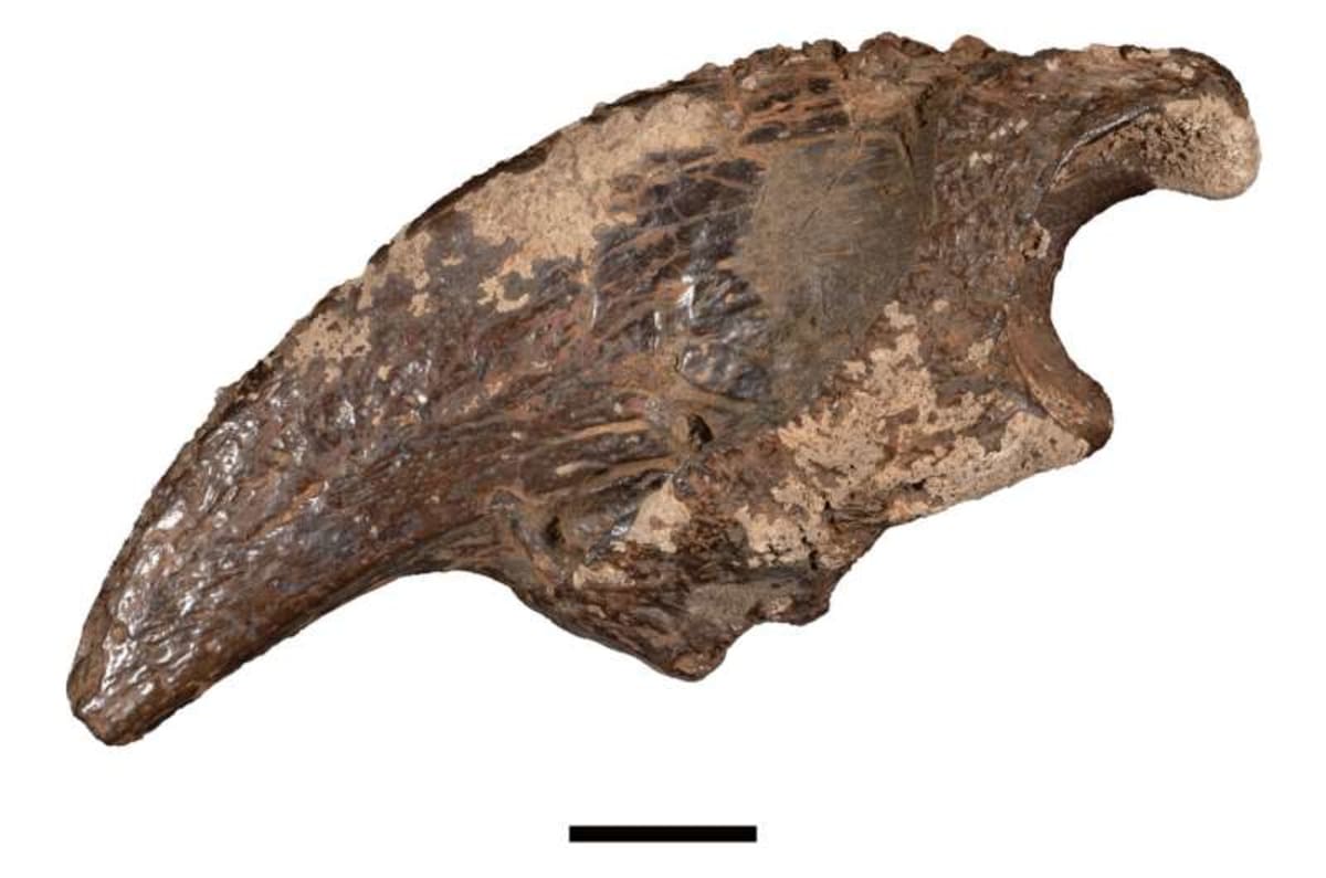 Texas Cave Reveals 100,000-Year-Old Ice Age Secrets - Image 4