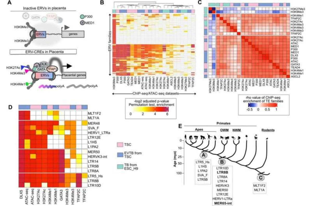 Ancient Viral DNA Key to Detecting Pregnancy Complication - Image 3