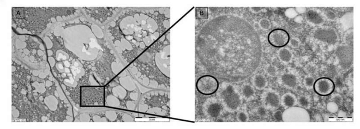 Scientists Grow Real Milk Protein Inside Plants - Image 4