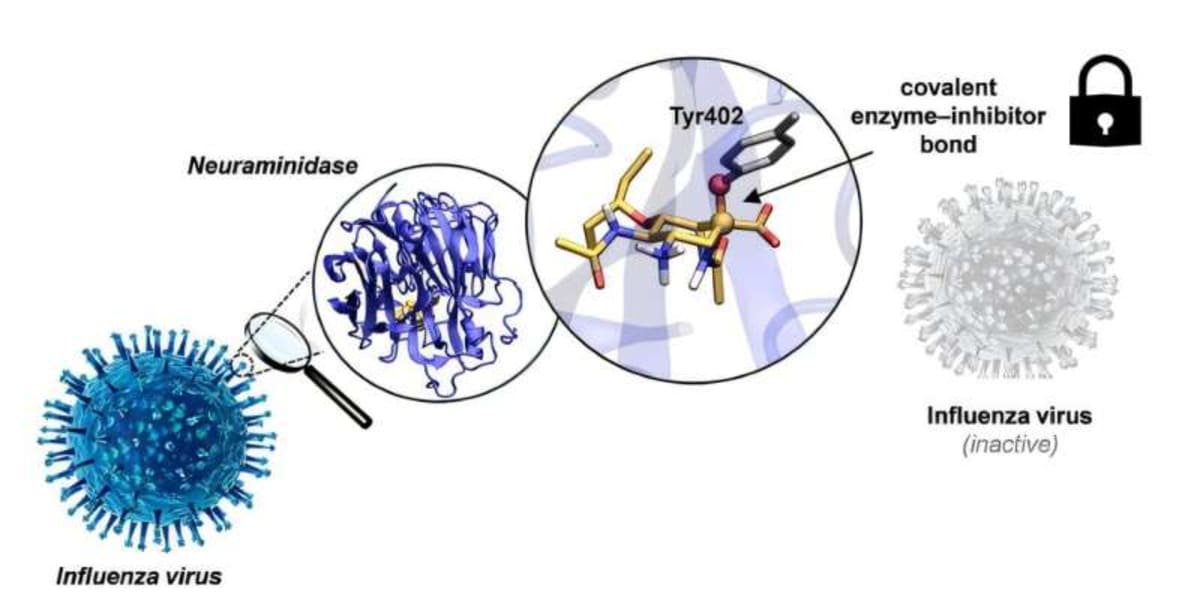 Scientists Create Powerful New Weapon Against Flu Viruses - Image 2