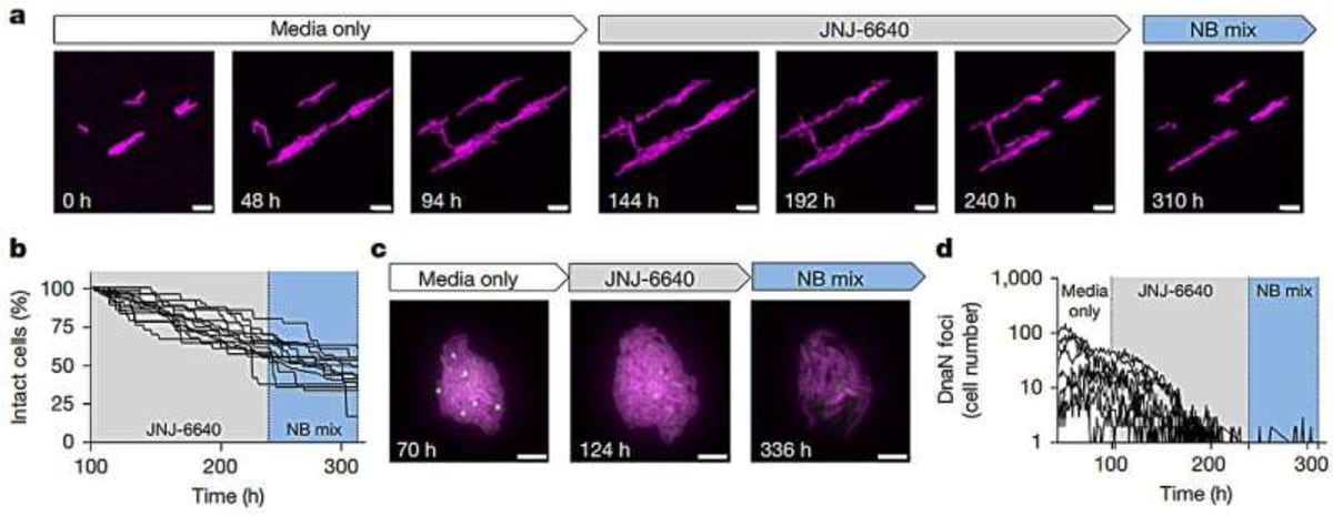 Scientists Find New Way to Fight Drug-Resistant TB - Image 2