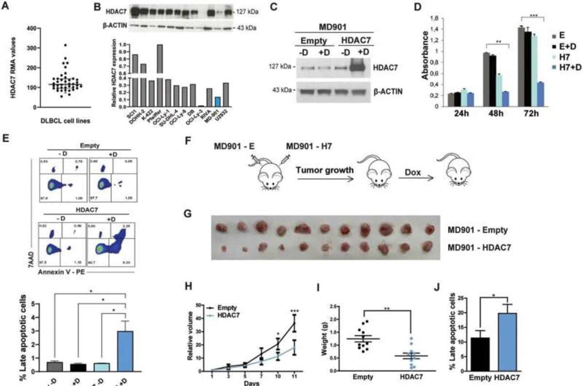 Scientists Find "Off Switch" in Deadliest Blood Cancer - Image 3