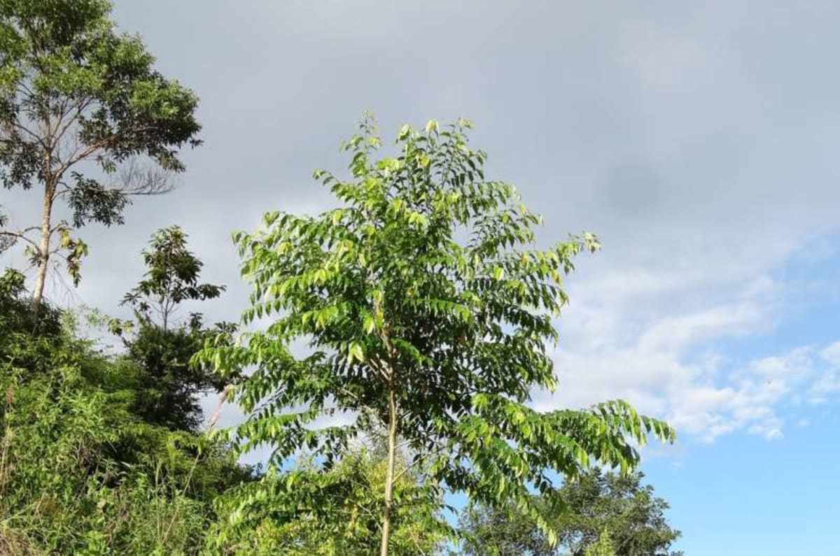 Six-Year Study Unlocks Abarco Tree Growth for Colombia - Image 3