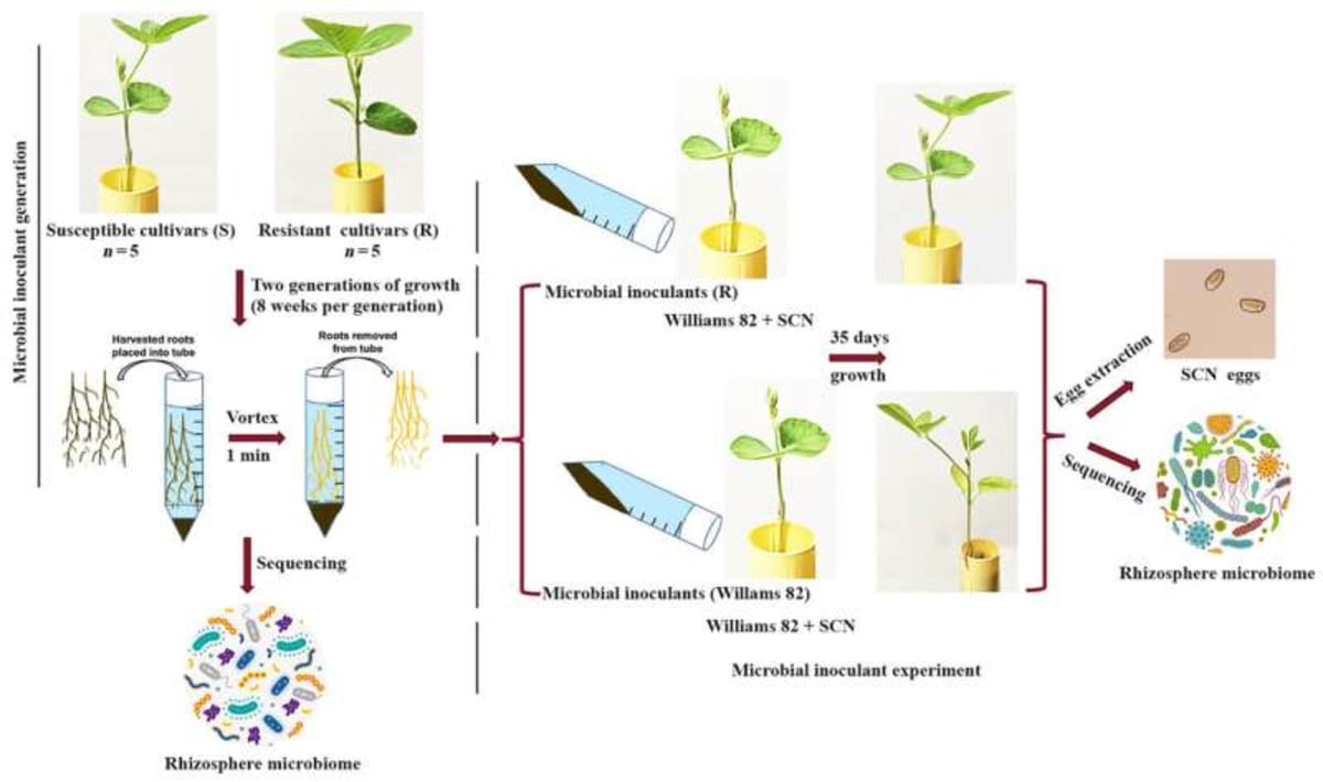 Soybeans Recruit Soil Microbes to Fight Destructive Pest - Image 3