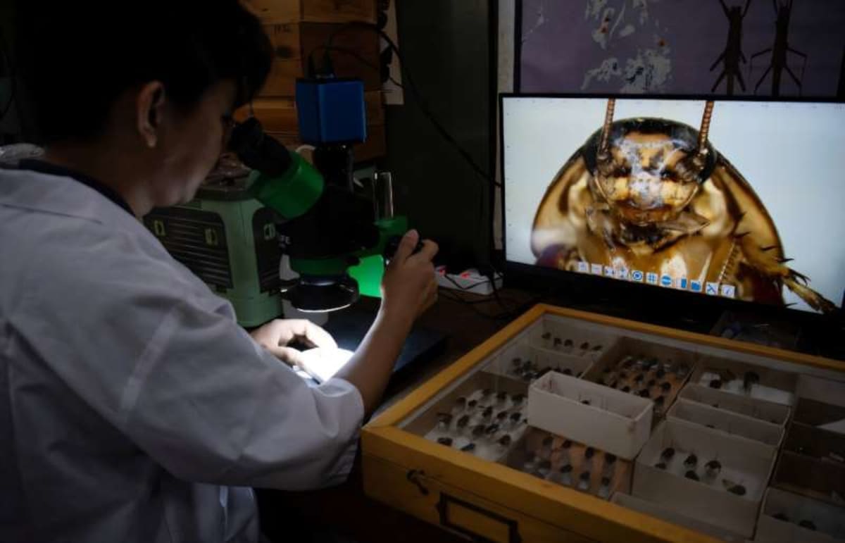 Philippines' 'Cockroach Lord' Discovers 15 New Species - Image 4