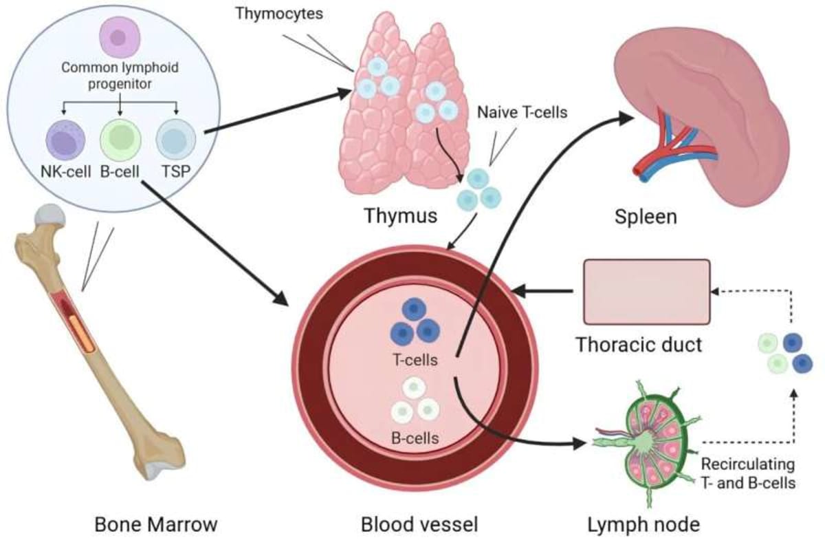 Scientists Find Key to Reversing Immune Aging - Image 3