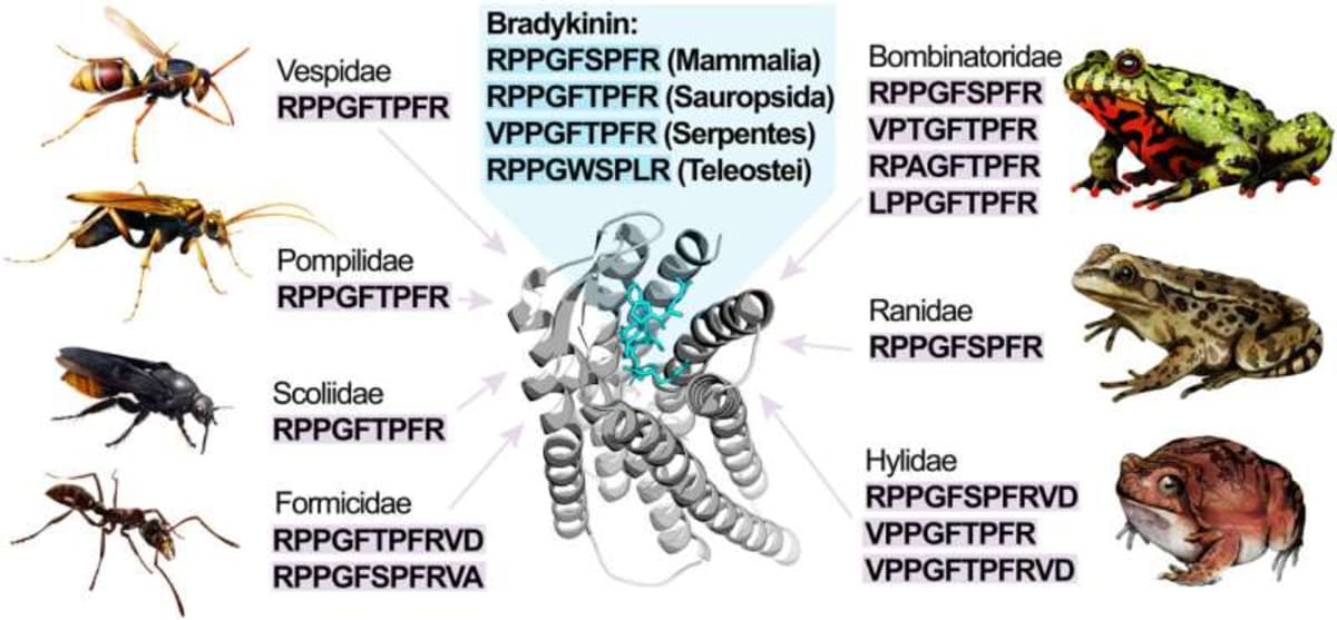 Wasps and Frogs Evolved Same Pain Defense Independently - Image 3