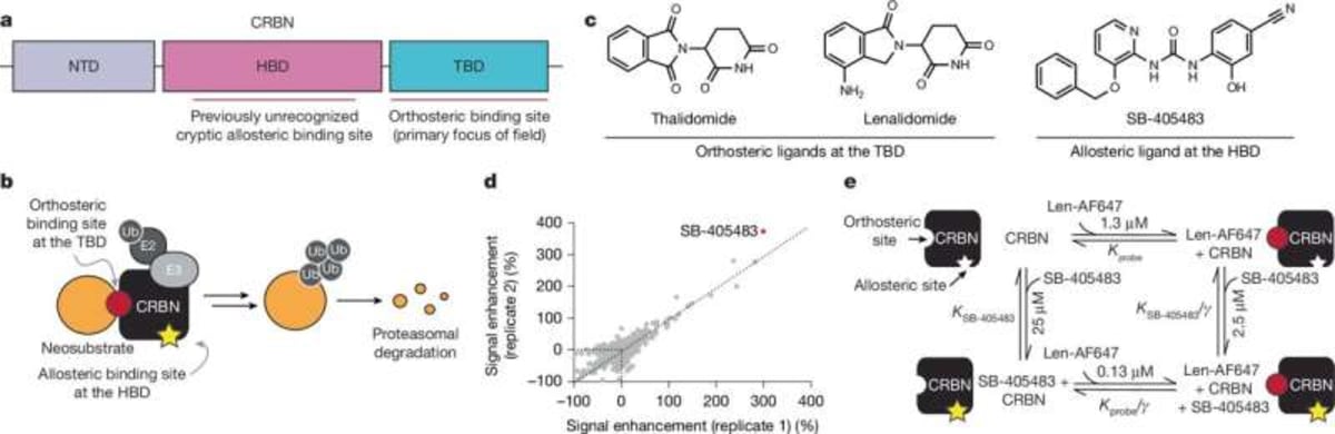 Harvard Team Finds Hidden Switch in Cancer Drug Protein - Image 5