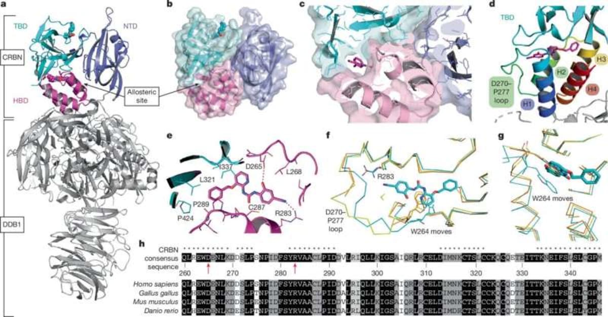 Harvard Team Finds Hidden Switch in Cancer Drug Protein - Image 3