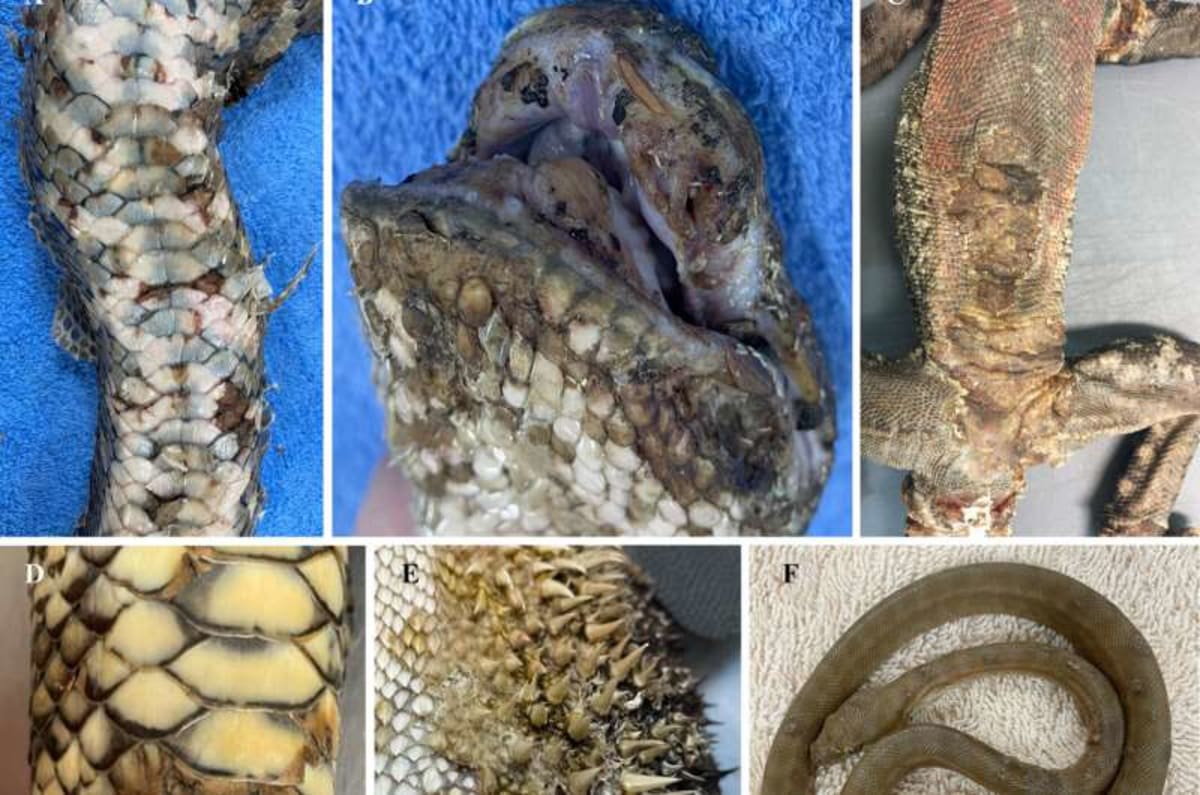 Aussie Community Detects 3 New Reptile Diseases Early - Image 3