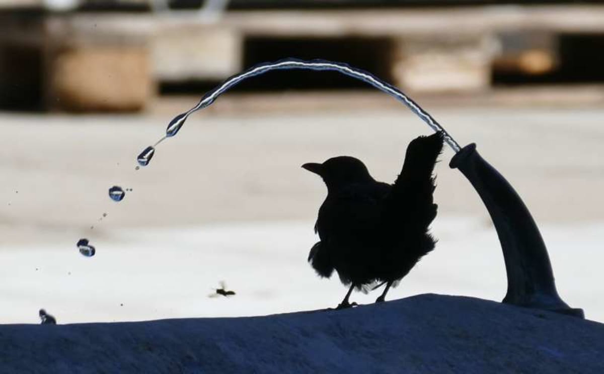 Swiss Parks Use Trees and Water to Mask City Noise - Image 3