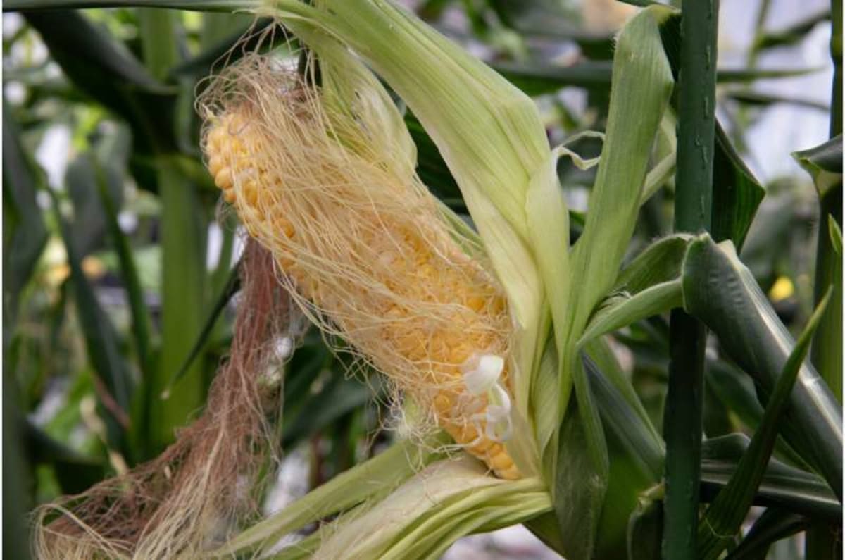 Scientists Find Why Most Foods Don't Cause Allergies - Image 3