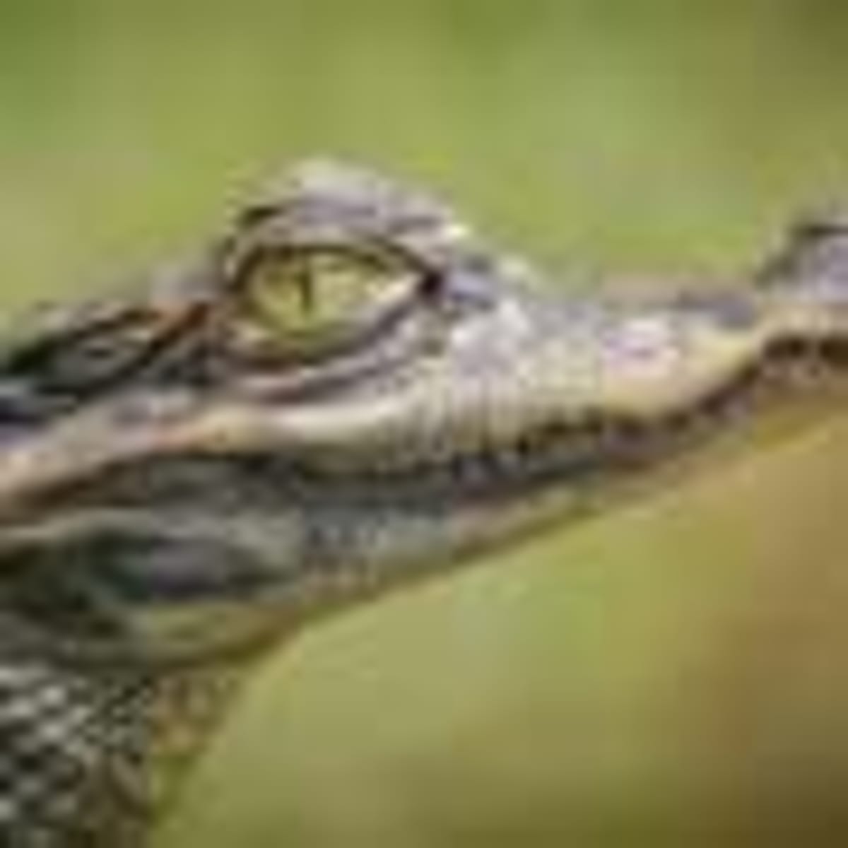 Ancient Croc Ancestor Learned to Walk on Two Legs as It Grew - Image 4