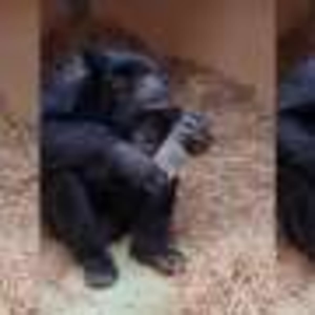 Recycling Soars 61% With Less Frequent Trash Pickup - Image 4