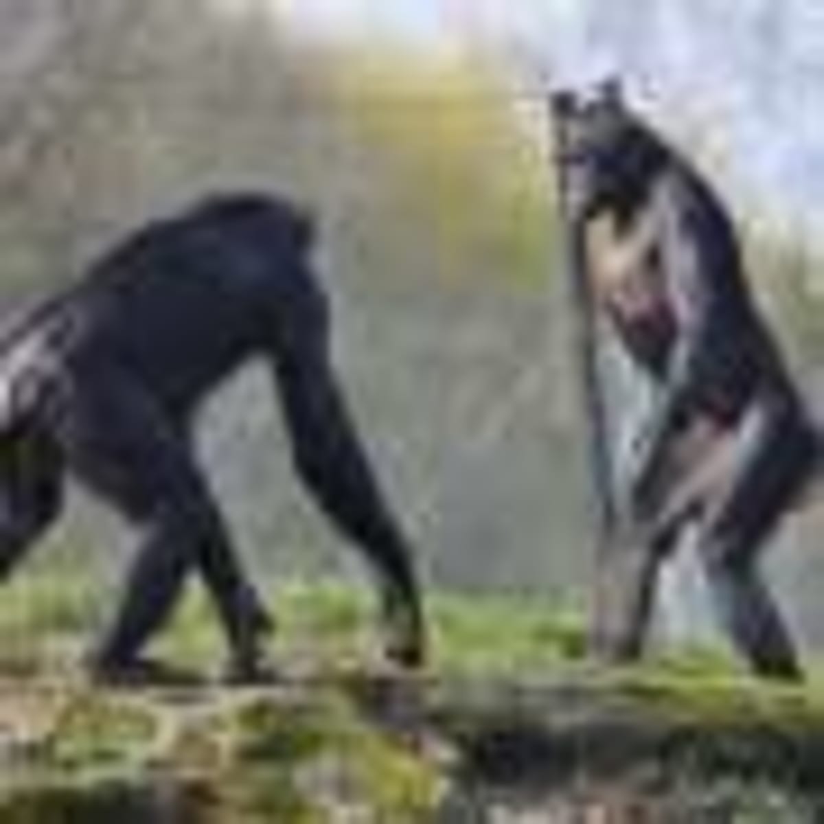 Tasmania Island Survey Finds Rare Animals Thriving - Image 3
