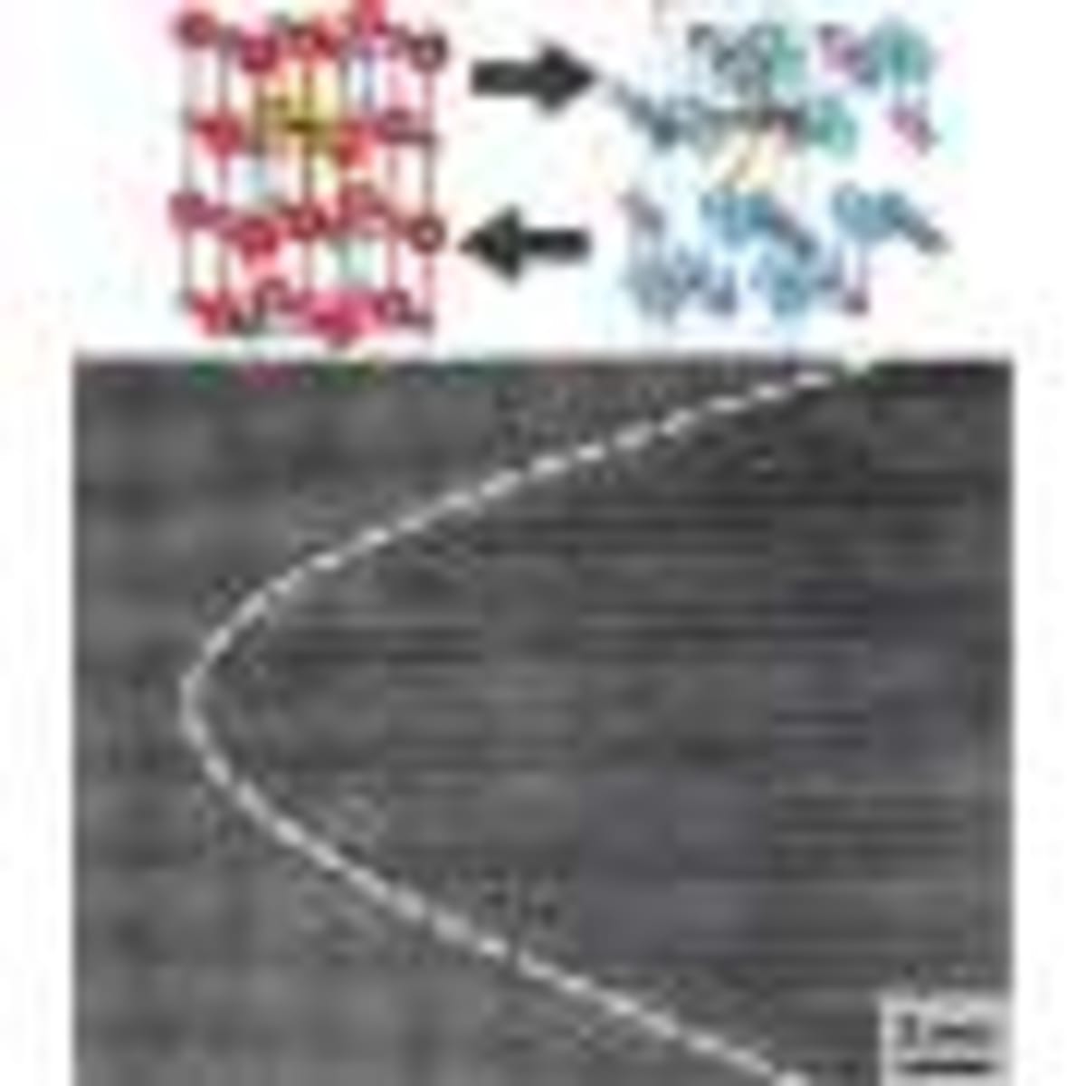 Wasps and Frogs Evolved Same Pain Defense Independently - Image 4