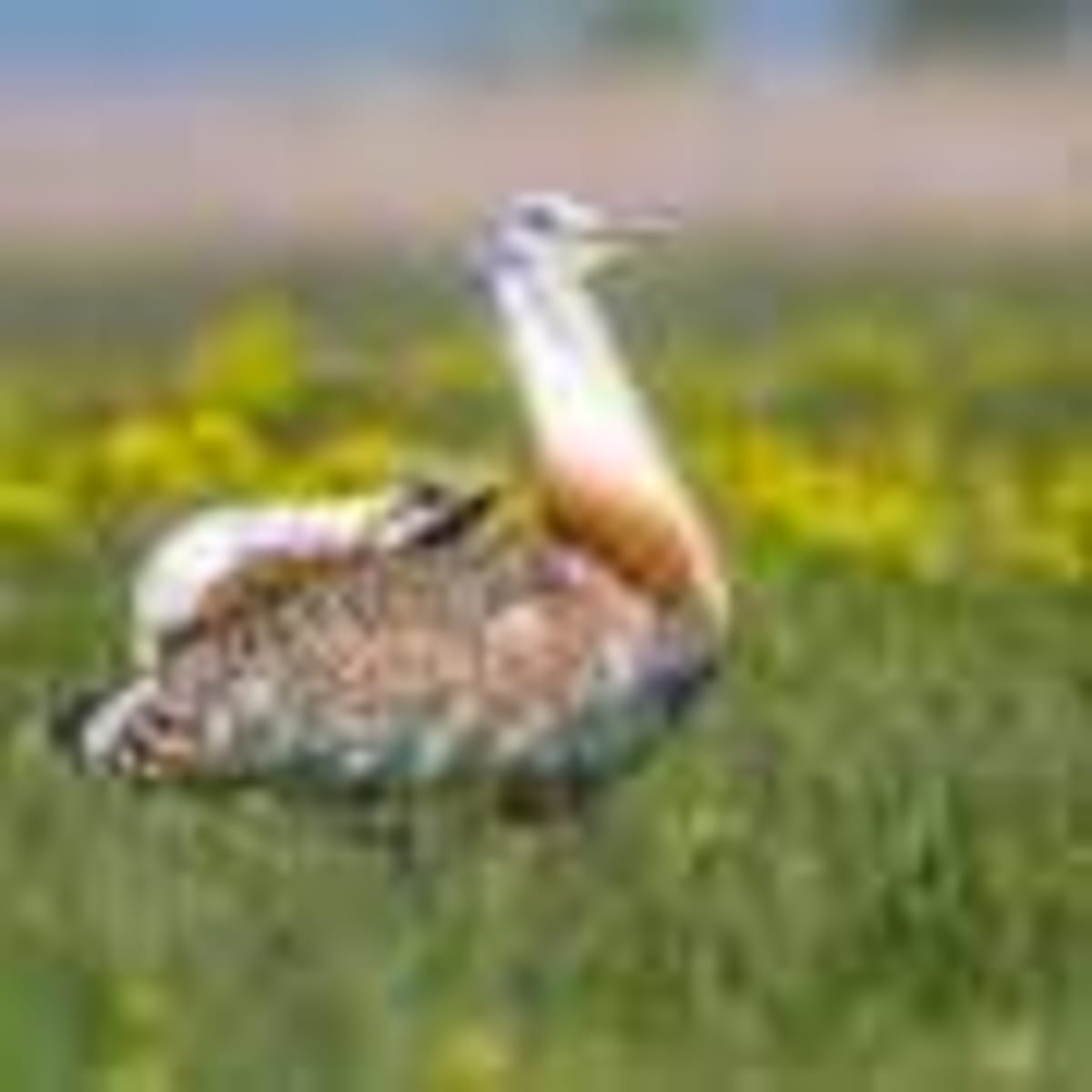 NASA's New Roman Telescope to Find Tens of Thousands of Planets - Image 3