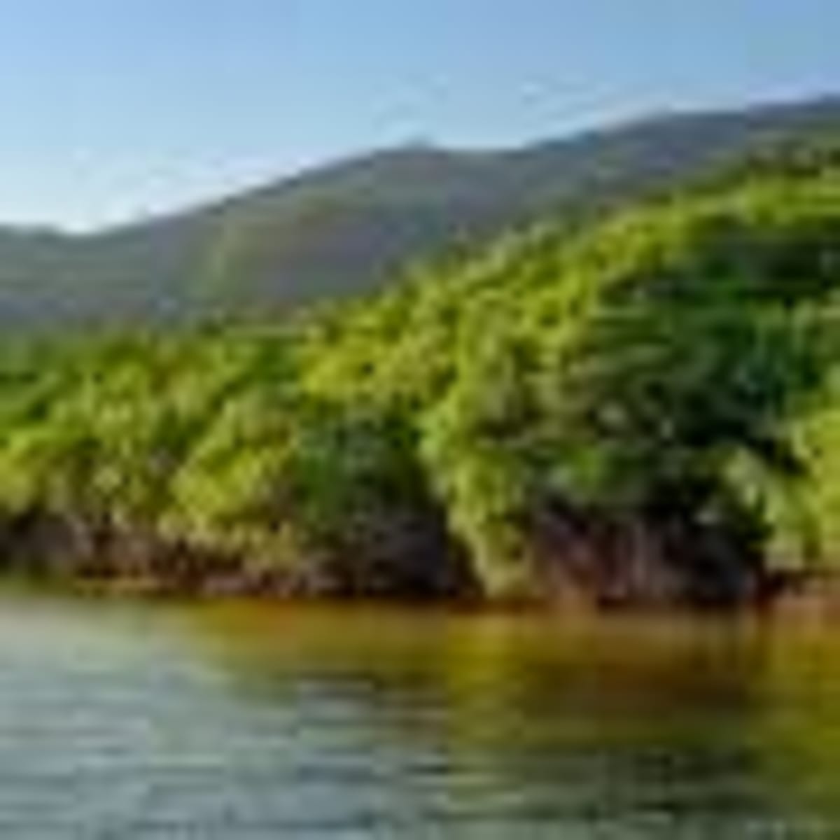 AI Helps Scientists Discover Two New Bird Species in Amazon - Image 4