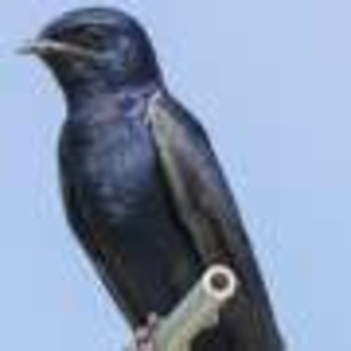 Stanford Revives 100-Year-Old Material for Cleaner Air Tech - Image 3